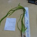 SITE15 American Floating BURREED question water celery-eelgrass